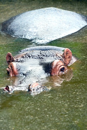 photo shot of hippopotamus in water