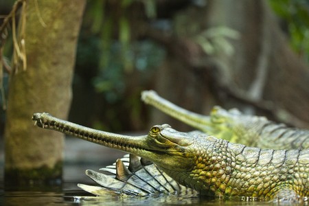 photo shot of gharial at zooの写真素材