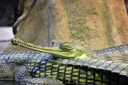 photo shot of gharial at zooの写真素材