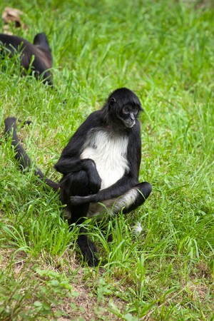  photo shot of spider monkey at zooの写真素材