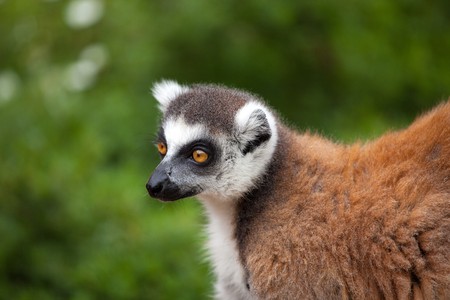 photo shot of lemur at zoo