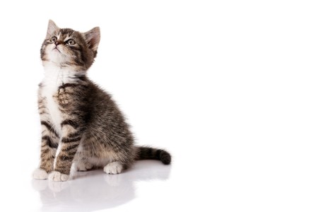 little kitten on white backgroundの写真素材