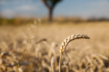 wheat fieldの写真素材