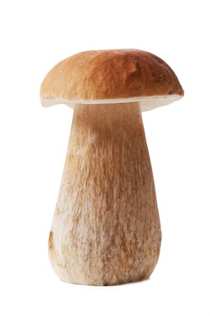 the fresh mushroom on white backgroundの写真素材