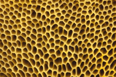 the macro shot of mushroom backgroundの写真素材