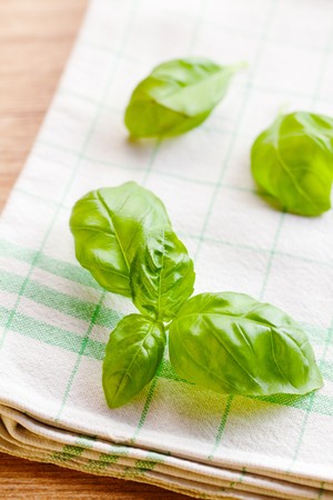 photo shot of green basilの写真素材
