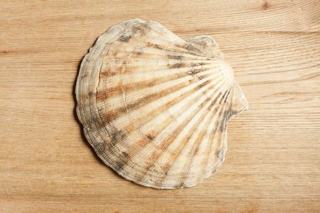 sea shell on wooden background