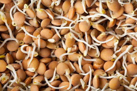 macrobiotic foodの写真素材