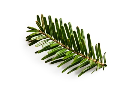 the fir branch on white backgound