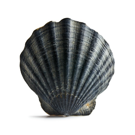 black sea shell on white backgroundの写真素材