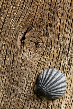 the sea shell on old wooden tableの写真素材