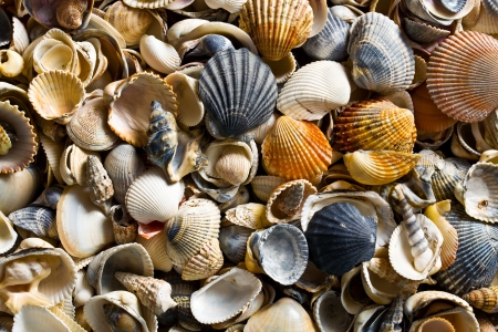 a lot of sea shellsの写真素材