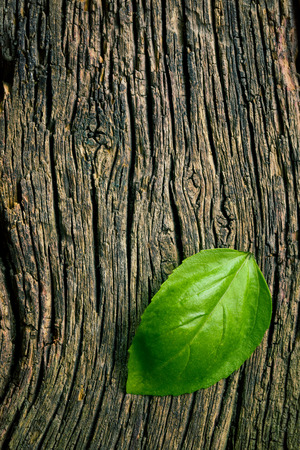 top view of green leaf of basil on grungy wooden backgroundの写真素材