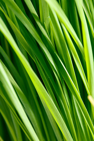 the pattern of green grass