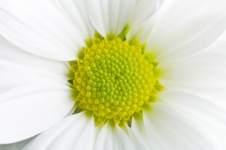 macro shot of Chrysanthemum daisyの写真素材
