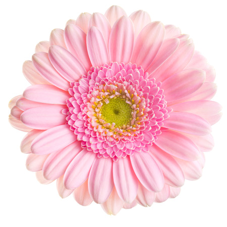 Gerber Daisy on white backgroundの写真素材
