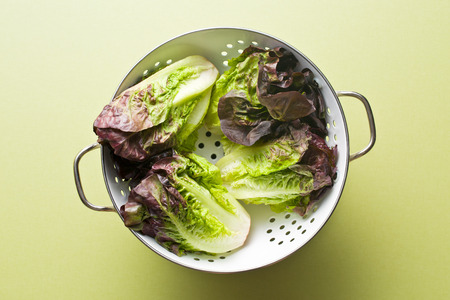 the red lettuce on green tableの写真素材