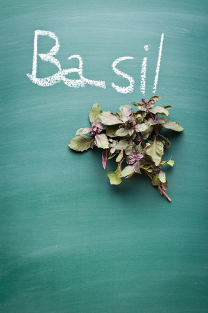 bunch of basil on chalkboardの写真素材