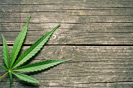 cannabis leaf on old wooden tableの写真素材