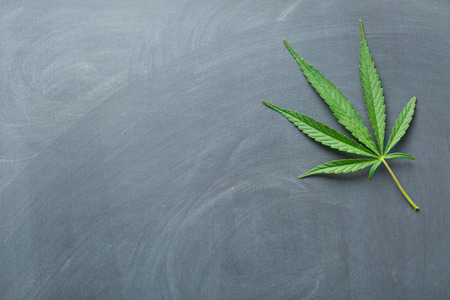 cannabis leaf on a chalkboardの写真素材
