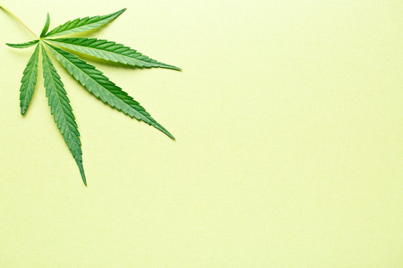 cannabis leaf on yellow backgroundの写真素材