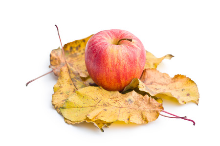 autumn apple and leaves on white backgroundの写真素材