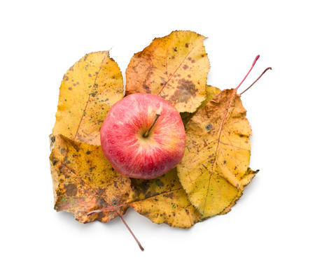 autumn apple and leaves on white backgroundの写真素材