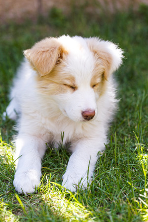 Ee red Border Collie puppy. Young dog outside on the lawn.の写真素材