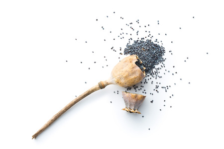 Opened poppy head and seed isolated on white background. Blue poppy. Top view.の写真素材