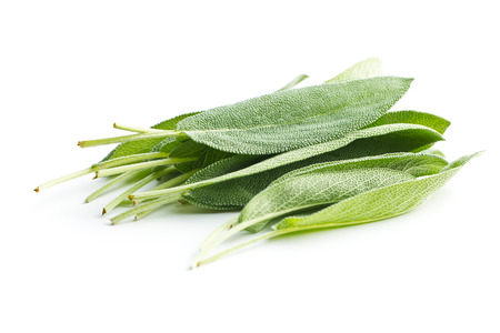 Salvia officinalis. Sage leaves isolated on white background. Garden sage.の写真素材
