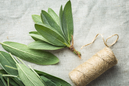 Salvia officinalis. Sage branch . Sage herb.の写真素材