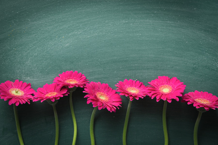 Pink gerbera flower on green chalkboard.の写真素材