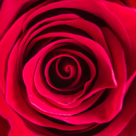 Macro shot of red rose flower.の写真素材