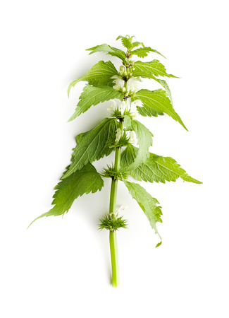 White dead nettle isolated on white background.の写真素材