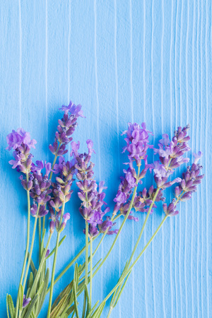 The lavender flowers on blue background.の写真素材
