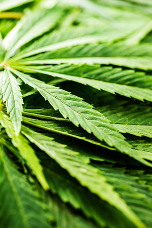Green cannabis leaves. Closeup shot.の写真素材