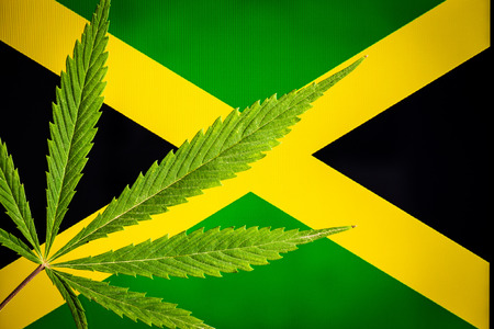Green cannabis leaves on jamaica flag.の写真素材