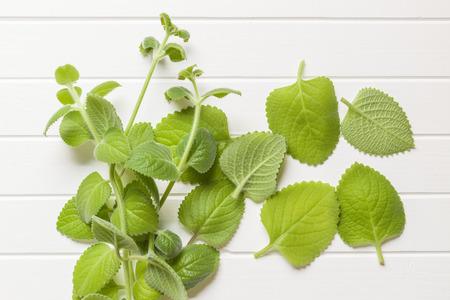Plectranthus argentatus on white table. Silver spurflower.