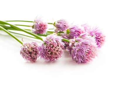 Chives with Flowers isolated on white background.