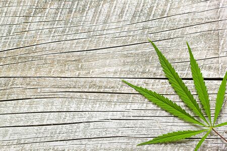 Marijuana cannabis leaf on wooden table. Top view.の写真素材