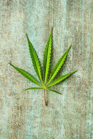 Marijuana cannabis leaf on old table.の写真素材