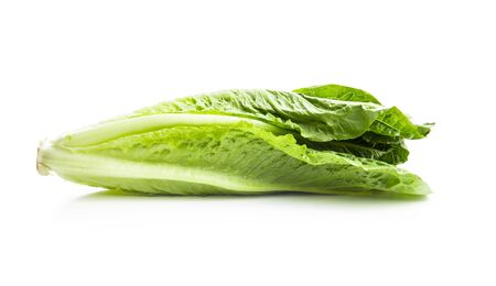 Fresh green Romaine Lettuce. Leaves of Lactuca sativa isolated on white background.の写真素材