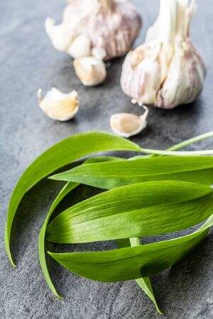 Green wild garlic leaves. and garlic bulb. Ramsons leaves on kitchen table.の写真素材