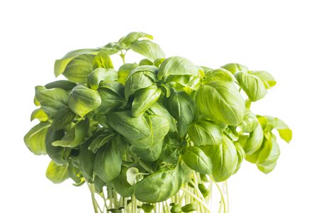 Fresh green basil leaves isolated on white background.の写真素材