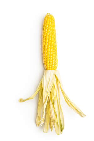 Uncooked corn cob isolated on white background.の写真素材