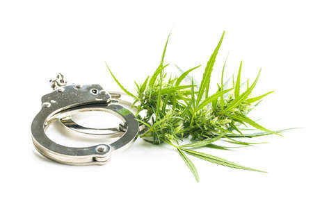 Marijuana bud flowers of cannabis and handcuffs isolated on white background.の写真素材
