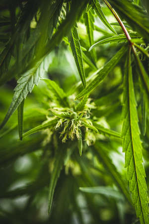 Marijuana bud flowers of cannabis. Detail of flower.の写真素材