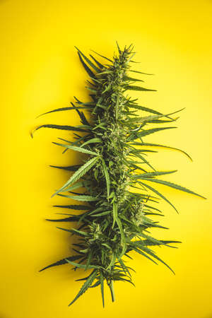 Marijuana bud flowers of cannabis on yellow background. Top view.の写真素材