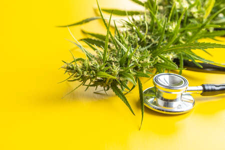 Marijuana bud flowers of cannabis and stethoscope on yellow background.の写真素材