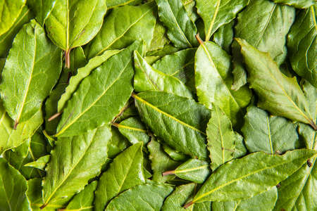Fresh green bay leaves. Top view.の写真素材